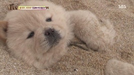 동물농장 해변에 간 차우차우 가족.gif - 뽐뿌:자유게시판 동물농장 해변에 간 차우차우 가족.gif