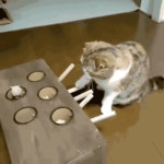 고양이능욕하기.gif > 유머게시판 | 딜바다닷컴 딜바다::고양이능욕하기.gif > 유머게시판
