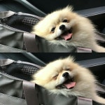 미용하고 인절미 된 개 > 동식물포럼 | 딜바다닷컴 딜바다::미용하고 인절미 된 개 > 동식물포럼