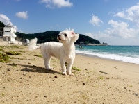영덕 여행 > 자유갤러리 | 딜바다닷컴 딜바다::영덕 여행 > 자유갤러리