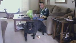 멍멍아~! 냉장고에서 맥주좀 가져와라~!! > 유머게시판 | 딜바다닷컴 딜바다::멍멍아~! 냉장고에서 맥주좀 가져와라~!! > 유머게시판