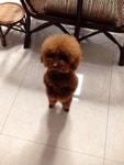 귀여운 강아지모음3.GIF > 유머게시판 | 딜바다닷컴 딜바다::귀여운 강아지모음3.GIF > 유머게시판