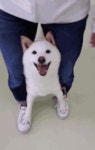 귀여운 강아지모음3.GIF > 유머게시판 | 딜바다닷컴 딜바다::귀여운 강아지모음3.GIF > 유머게시판