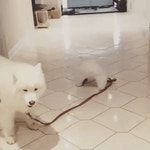무자비하게 개를 끌고가는 견주.gif > 유머게시판 | 딜바다닷컴 딜바다::무자비하게 개를 끌고가는 견주.gif > 유머게시판