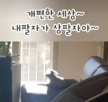 개팔자가 상팔자 > 유머게시판 | 딜바다닷컴 딜바다::개팔자가 상팔자 > 유머게시판