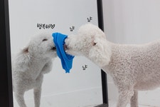 목욕도우미 기분좋개 씻겨줄개