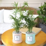 하프클럽 - 대한민국 메가쇼핑 파스텔 화분 테이블야자 공기정화식물