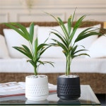 하프클럽 - 대한민국 메가쇼핑 모노 화분 아레카 야자 공기정화식물