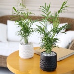 하프클럽 - 대한민국 메가쇼핑 모노 화분 테이블 야자 공기정화식물