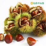 충주 알밤 특등급 대사이즈 4kg | 홈쇼핑모아 [현대홈쇼핑] 충주 알밤 특등급 대사이즈 4kg