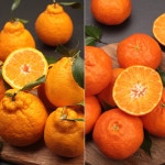 [kshop] 제주농협 귤로장생 한라봉 2.5kg+레드향 2.5kg 13941449 | 홈쇼핑모아 [kshop] 제주농협 귤로장생 한라봉 2.5kg+레드향 2.5kg... 