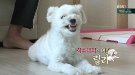 [세상에나쁜개는없다] 가족들에게 짖고 무는 강아지 릴리햏 - 인스티즈(instiz) 이슈 카테고리 [세상에나쁜개는없다] 가족들에게 짖고 무는... 