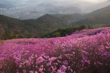 뽐뿌:등산포럼 - 금일 천주산 일출및 진달래 개화 상태 입니다. 금일 천주산 일출및 진달래 개화 상태 입니다.