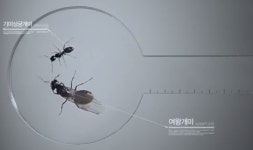 뽐뿌:자유게시판 - 집에 개미가 자꾸 나와요... 집에 개미가 자꾸 나와요...