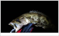 뽐뿌:링크갤러리 - 단양, 영월 낚시 단양, 영월 낚시