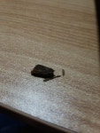 gs25시에서 산 도시락에서 이물질이 나왔습니다 - 뽐뿌:질문/요청 gs25시에서 산 도시락에서 이물질이 나왔습니다