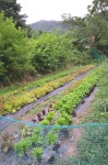 예산 느티나무 캠핑장(사진 사이즈 큼 주의, 사진많음주의) - 뽐뿌:캠핑포럼 예산 느티나무 캠핑장(사진 사이즈 큼 주의, 사진많음주의)