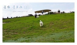 뽐뿌:동식물포럼 - 덕평휴게소 애견카페 너무 좋네요 ! 덕평휴게소 애견카페 너무 좋네요 !