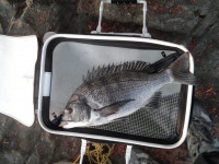 눈팅이조사 첫글 올립니다 ^^* - 뽐뿌:낚시포럼 눈팅이조사 첫글 올립니다 ^^*