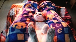 봉순이 - 뽐뿌:동식물포럼 봉순이