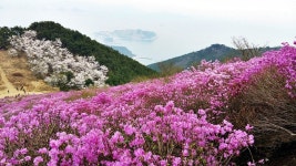 뽐뿌:등산포럼 - 2016년 4월6일 거제 대금산 진달래군락지 2016년 4월6일 거제 대금산 진달래군락지