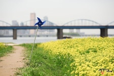 [A7m2] 서래섬 유채꽃밭 - 뽐뿌:사진/카메라 [A7m2] 서래섬 유채꽃밭