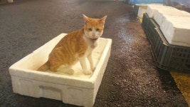생선가게 고양이 - 뽐뿌:자유게시판 생선가게 고양이