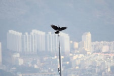 &lt;12/7 부산 동래 마안산의 단풍과 청설모&gt; -사진 50장 - 뽐뿌:등산포럼 <12/7 부산 동래 마안산의 단풍과 청설모> -사진 50장