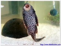 비파가 엄청 컸어요.....ㄷㄷ - 뽐뿌:동식물포럼 비파가 엄청 컸어요.....ㄷㄷ