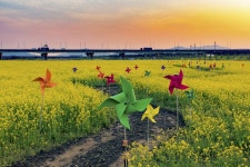 뽐뿌:사진/카메라 - 라이딩 하다가 한 컷 ~ 대저생태공원 유채밭 라이딩 하다가 한 컷 ~ 대저생태공원 유채밭