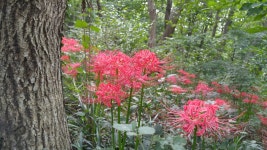 9월23일 불갑산 꽃무릇 산행후기 (16장) - 뽐뿌:등산포럼 9월23일 불갑산 꽃무릇 산행후기 (16장)