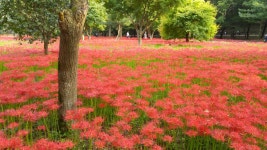 9월23일 불갑산 꽃무릇 산행후기 (16장) - 뽐뿌:등산포럼 9월23일 불갑산 꽃무릇 산행후기 (16장)