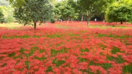 9월23일 불갑산 꽃무릇 산행후기 (16장) - 뽐뿌:등산포럼 9월23일 불갑산 꽃무릇 산행후기 (16장)