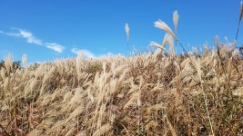 2017/10/22 거북이 오서산 산행, 광성주차장-내원사-정상-오서정-광성주차장(임도) - 뽐뿌:등산포럼 2017/10/22 거북이 오서산 산행... 
