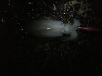 다반향초의 낚시카페 - 뽐뿌:낚시포럼 다반향초의 낚시카페