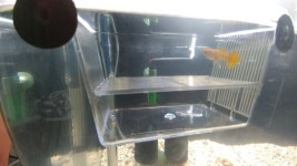 뽐뿌:자유게시판 - 구피를 처음 키워보는데요