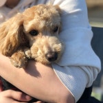 뽐뿌:자유갤러리 - 아랑이 친구 생겼어요 ㅋㅋ 아랑이 친구 생겼어요 ㅋㅋ