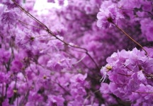 뽐뿌:등산포럼 - 지난 주말 거제도 대금산 진달래 구경하고 왔어요~