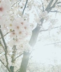 뽐뿌:등산포럼 - 지난 주말 거제도 대금산 진달래 구경하고 왔어요~