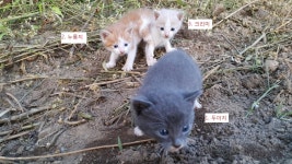 뽐뿌:자유게시판 - 잠이 안와서 고양이 선호도 설문조사 ㅋㅋ 잠이 안와서 고양이 선호도 설문조사 ㅋㅋ