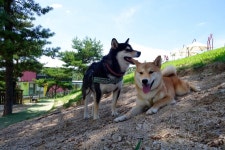 뽐뿌:자유갤러리 - 개버랜드 시바 개버랜드 시바