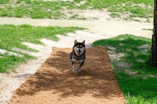뽐뿌:자유갤러리 - 개버랜드 시바 개버랜드 시바