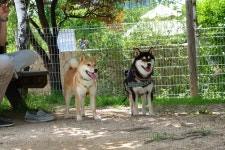 뽐뿌:자유갤러리 - 개버랜드 시바 개버랜드 시바