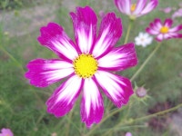 뽐뿌:자유게시판 - 제폰으로 코스모스를 찍어보았습니다 제폰으로 코스모스를 찍어보았습니다