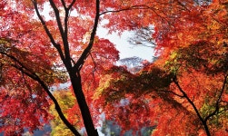 뽐뿌:등산포럼 - 단풍하면 내장산이죠.