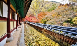 뽐뿌:등산포럼 - 단풍하면 내장산이죠.