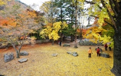 뽐뿌:등산포럼 - 단풍하면 내장산이죠.