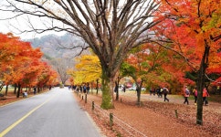 뽐뿌:등산포럼 - 단풍하면 내장산이죠.