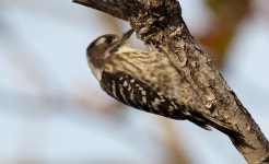 뽐뿌:자유갤러리 - 달음산 상모솔새와 쇠딱따구리 달음산 상모솔새와 쇠딱따구리