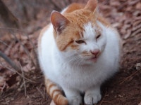 어느 산고양이들 이야기15 - 살인미소 쭈랭이 - 뽐뿌:동식물포럼 어느 산고양이들 이야기15 - 살인미소 쭈랭이
